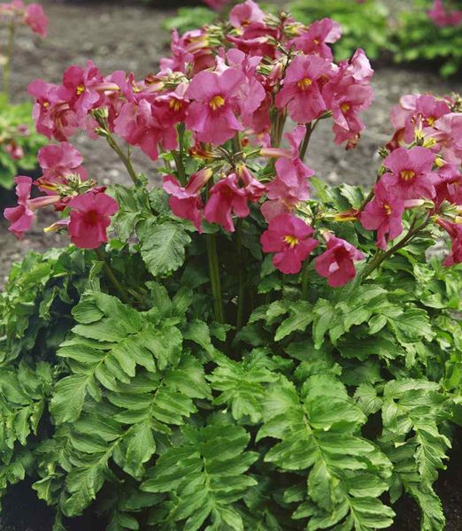 Incarvillea delavayi